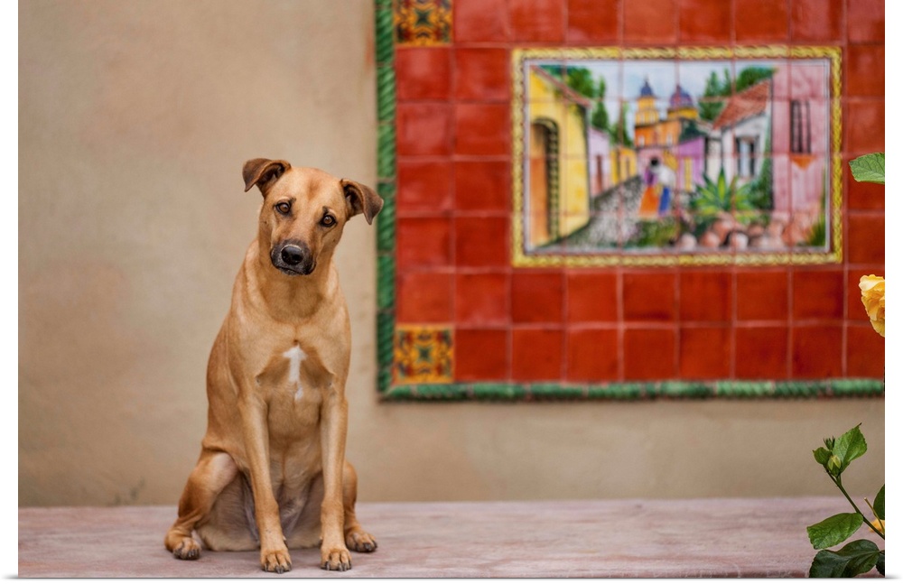 Mexico, Baja Pensinula, Todos Santos, Dog sitting on porch beside mural at beachside home in Baja California Sur
