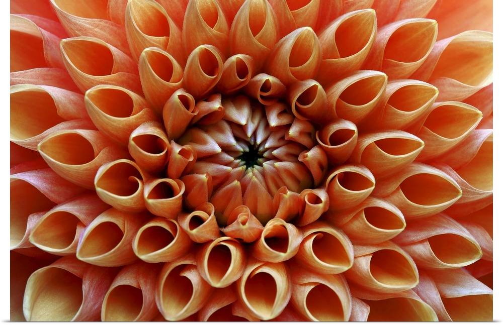 Petal detail from heart of an orange dahlia.