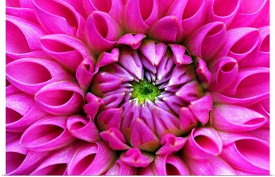 Petal detail from heart of pink dahlia blossom.