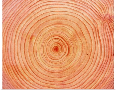 Photography of annual rings of Japanese cypress, Close Up