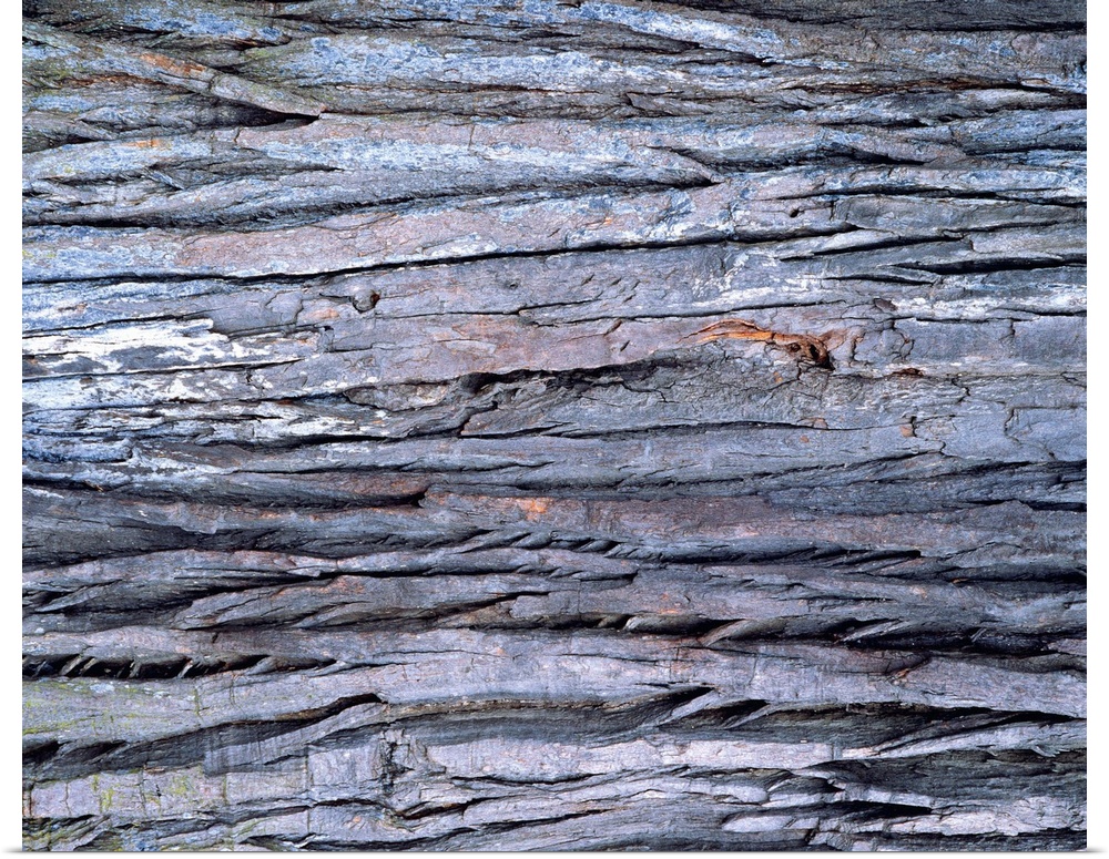 Photography of wood grain, Close Up