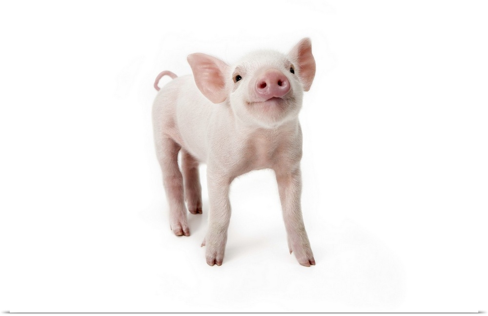 Pig standing looking up, white background