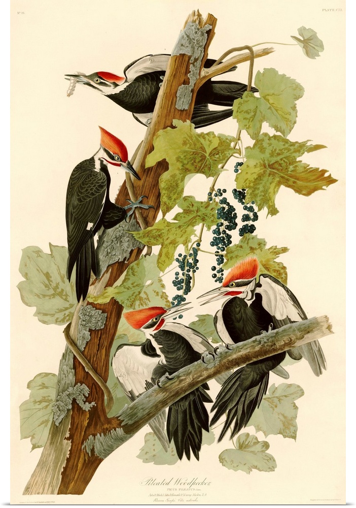 An illustration from Birds of America by John James Audubon.