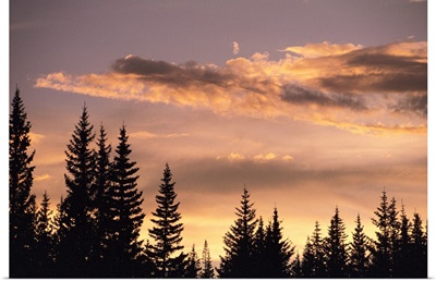 Pine trees at sunset