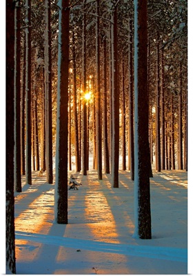 Pine trees with snowy landscape at sunset in winter.
