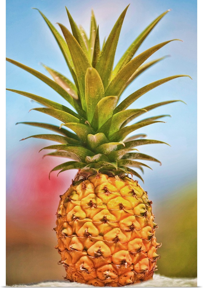 Pineapple grown on Maui, Hawaii
