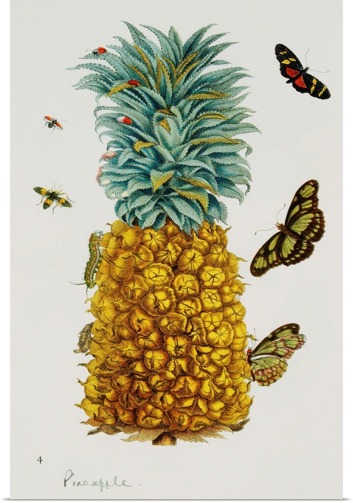An illustration of a pineapple, crawling with insects, on a page from Das Kleine Buch der Tropicwunder, ca. 19th century.