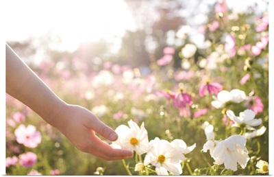 Pink and white cosmos flower field with hand.