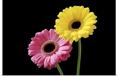 Pink and yellow gerbera on black background, close-up.