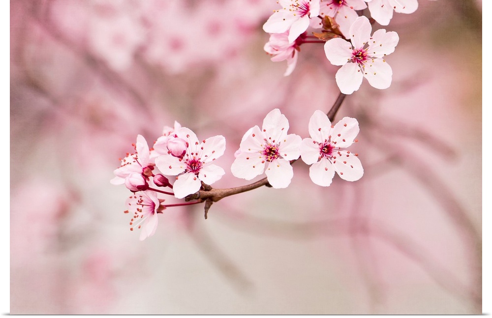 Up-close photograph of Japanese Cherry blossoms on a branch.