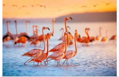 Pink Flamingos In Mexico