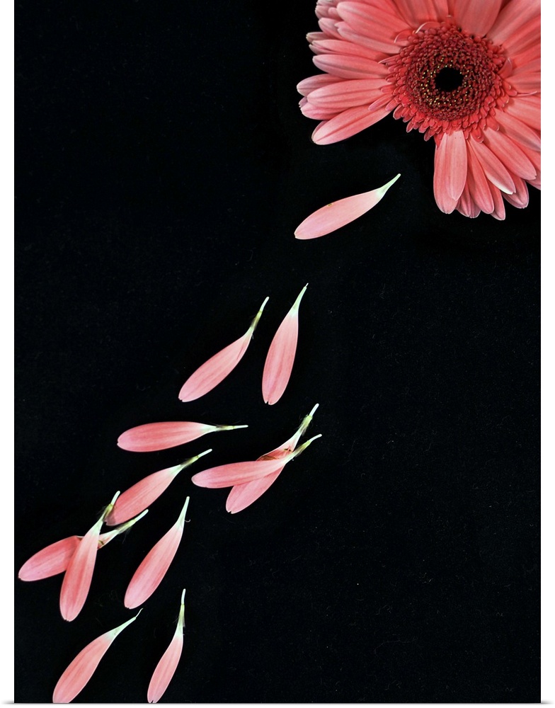 Pink flower with petals on black background.