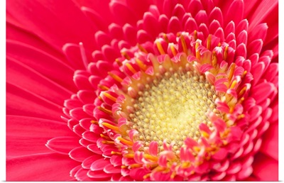 Pink gerbera daisy extreme close up.