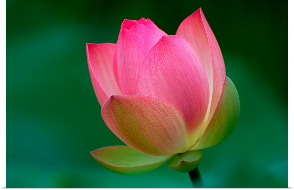 Pink Lotus flower blossom on soft green background.