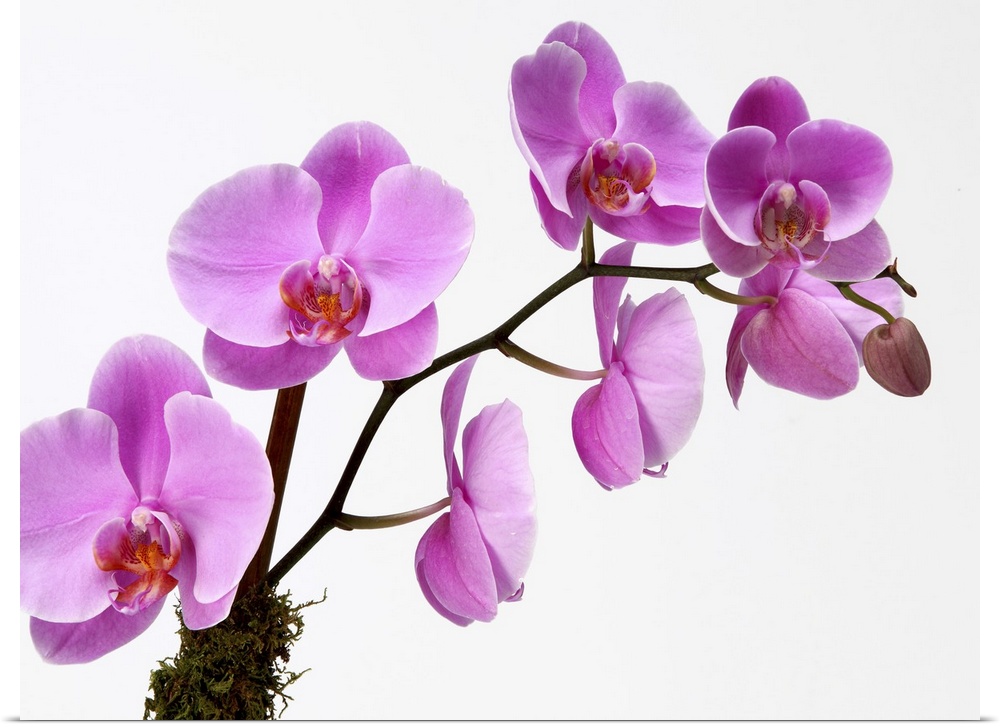 Pink phalaenopsis orchid spray, possibly the hybrid Lady Jersey. These flowers bloom along the length of a thin branch.