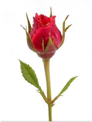 Pink rose bud with water drops, on a white background