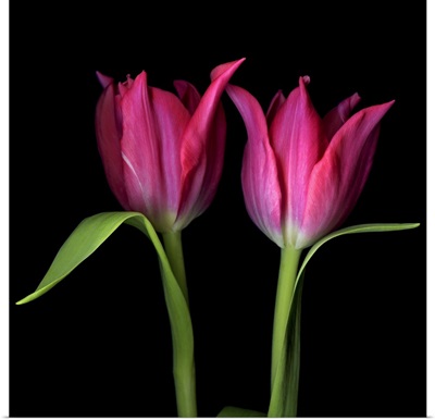 Pink tulips flowers against black background.