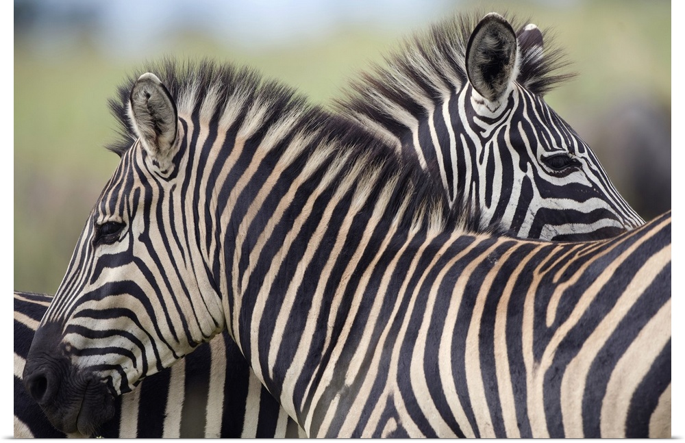 Plains Zebra (Equus quagga) pair, Haga Game Park, Harare, Zimbabwe