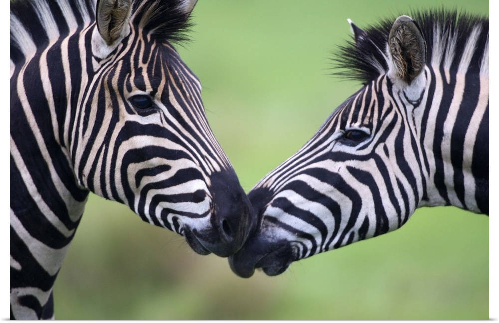 Picture of two zebras facing each other and are nose to nose.