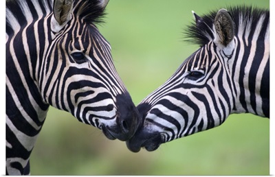 Plains zebra (Equus quagga) pair interacting