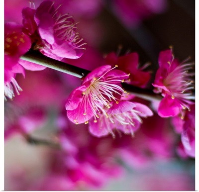 Plum blossoms.