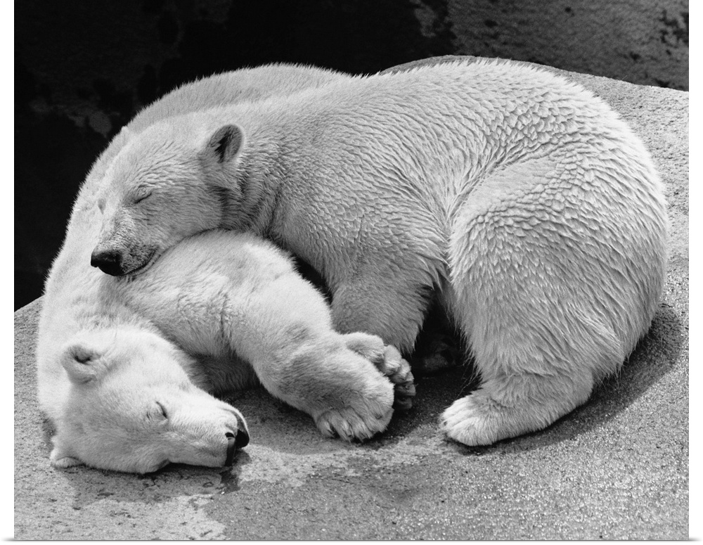 Two Russian polar bear cubs named Amos and Mosa lie curled up alseep together in theit enclosure at London Zoo. England, 1...