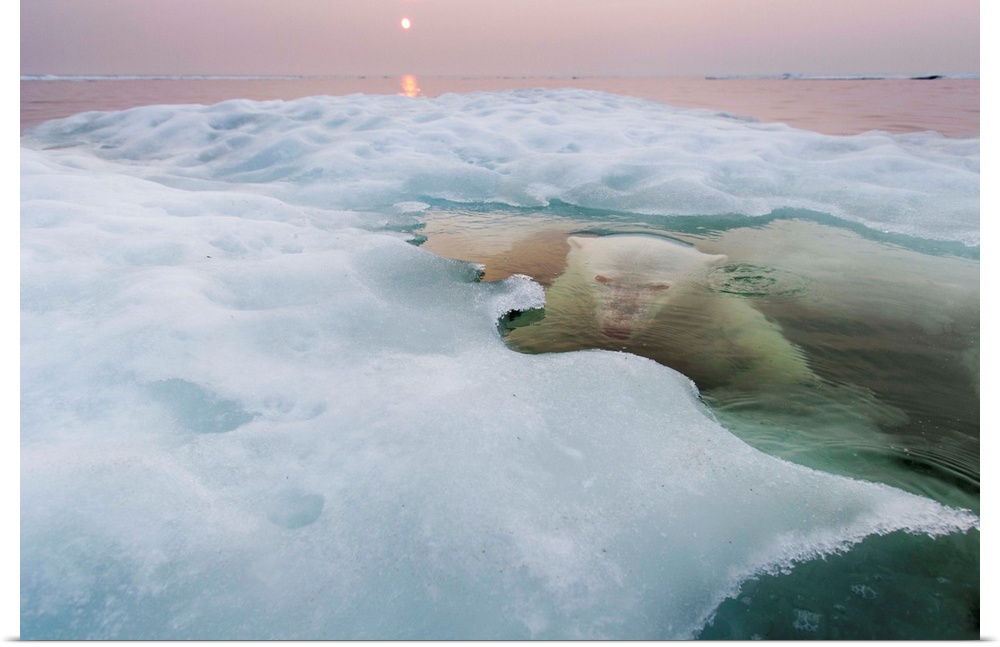 Canada, Manitoba, Churchill, Polar Bear (Ursus maritimus) hides while submerged at edge of melting ice floe on summer even...
