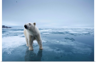 Polar Bear On Melting Ice