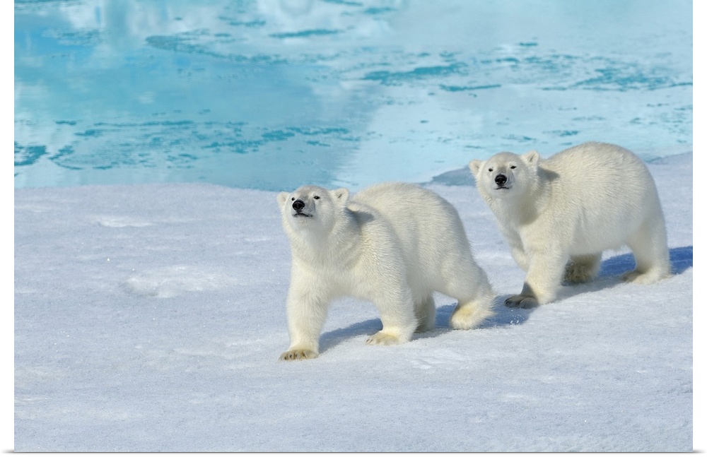 Polar bear, two cups on pack ice, Ursus maritimus, North East Greenland Coast, Greenland, Arctic