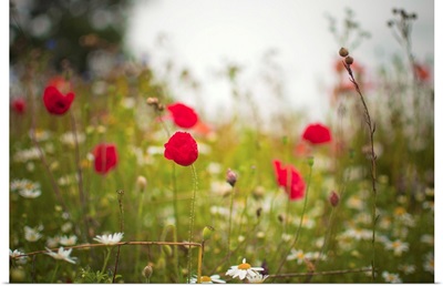 Poppies and daisies in countryside meadow.
