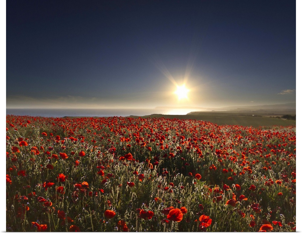 View of poppies field with sun in summer.