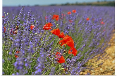 Poppies in a lavender field, Provence, France