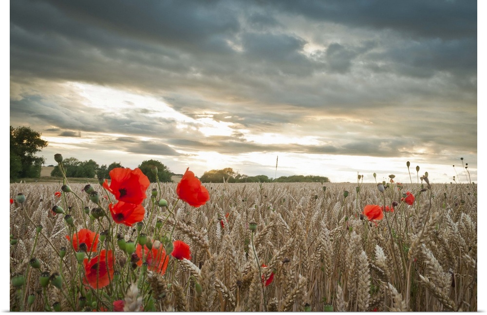 Red poppies in wheat/barley field under moody dramatic sunset with dark clouds.