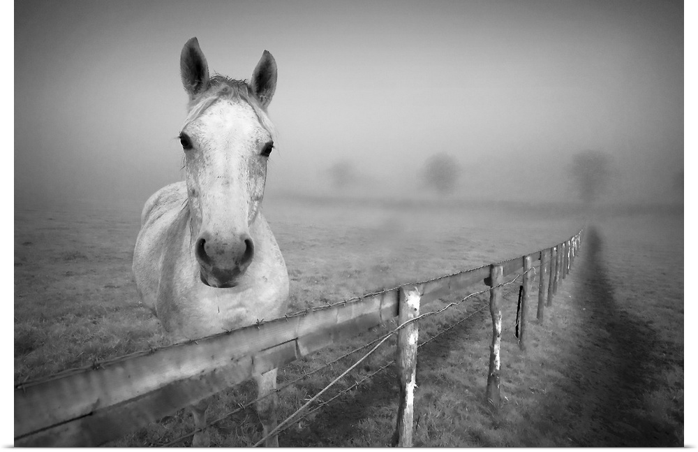 Landscape photograph of a horse standing behind a fence as he looks at the camera, surrounded by a thick fog over a vast f...