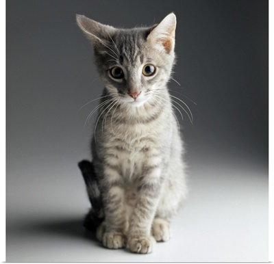 Portrait of a Blue Tabby Kitten