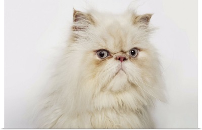 Portrait of a Persian cat