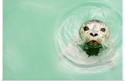 Portrait of a seal in water