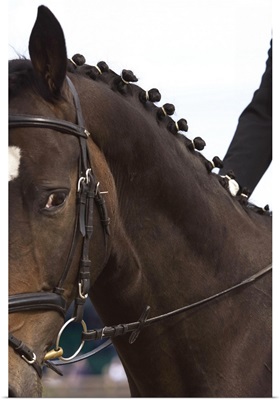 Portrait of dressage horse