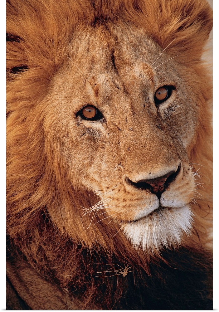 Up-close photograph of lion's head.