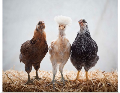 Portrait of Three Pet Chickens