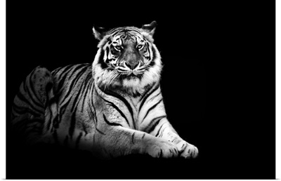 Portrait of tiger on black background.