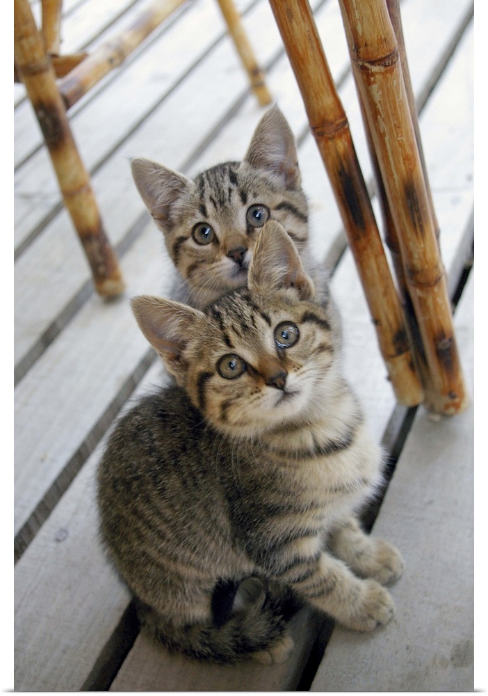 Two brown striped kittens, almost identical, sitting under a table on a wooden porch.