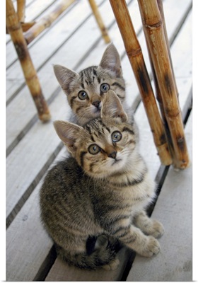 Portrait of two kittens