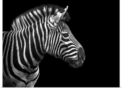 Portrait of zebra in black and white on black background. Taken at Nashville Zoo.