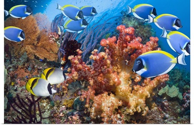 Powder-blue surgeonfish over corals