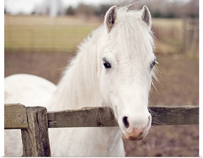 Pretty white pony looking over rustic wooden post and rail fence.