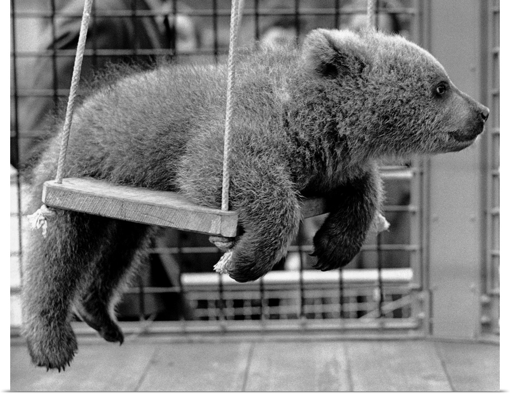 Nikki, the Russian bear cub belonging to Princess Anne, loves to ride on the swing in his cage at the London Zoo.