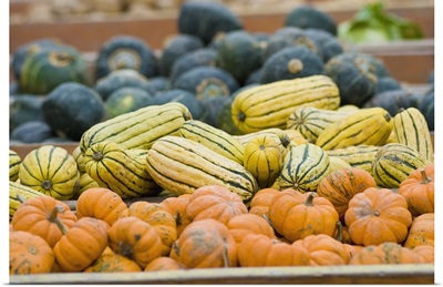 Pumpkins and squash on display at farmer's market