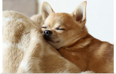 Puppy Chihuahua sleeping