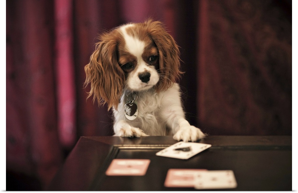 Puppy plays with cards on coffee table.